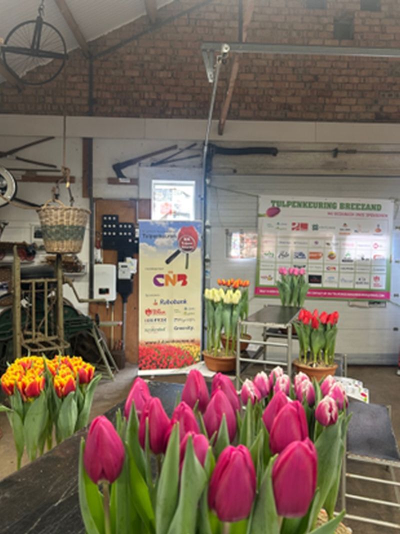 Breezand-3e-keuring-NK_Tulpenkeuren