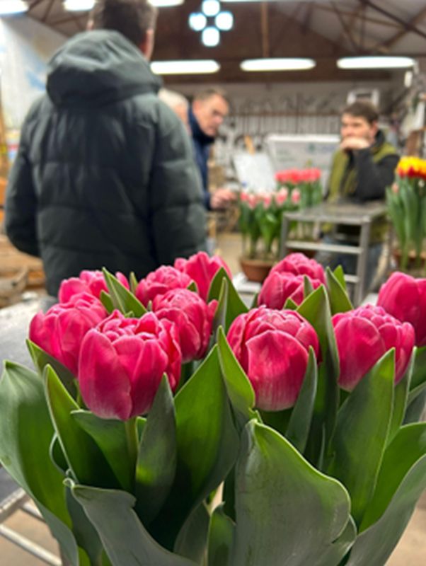 Breezand-6e-keuring-NK_Tulpenkeuren