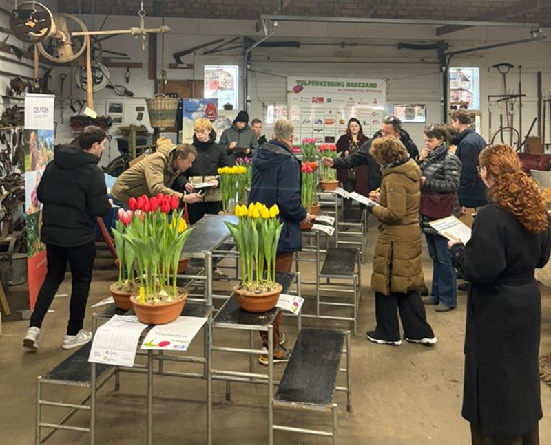 NK_Tulpenkeuren-1e-keuring-Breezand